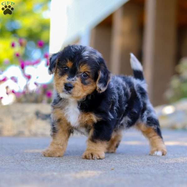 Bam Bam, Yorkie Poo Puppy
